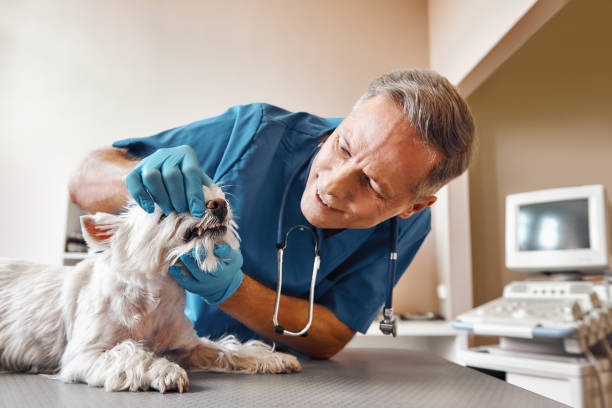 Best 24-Hour Emergency Dentist in Belton, TX